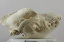 St. Bernard  - Canis lupus familiaris