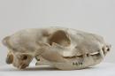 Aardwolf  - Proteles cristata