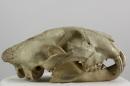 African leopard  - Panthera pardus pardus