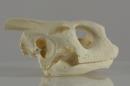 African spurred tortoise  - Centrochelys sulcata