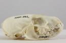 American marten  - Martes americana