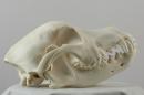 American pit bull terrier  - Canis lupus familiaris