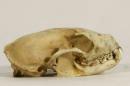 Beech marten  - Martes foina