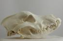Belgian shepherd  - Canis lupus familiaris