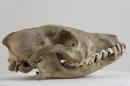 Black-backed jackal  - Canis mesomelas