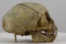 Black-striped capuchin  - Sapajus libidinosus