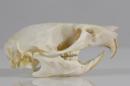 Black rat (♂) - Rattus rattus