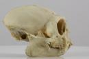 Black tamarin  - Saguinus niger
