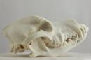 Border collie  - Canis lupus familiaris