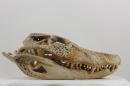 Broad-snouted caiman  - Caiman latirostris