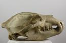 Brown bear  - Ursus arctos