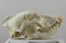 Bullmastiff  - Canis lupus familiaris