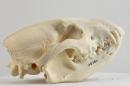 Bush dog  - Speothos venaticus