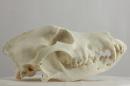 Canadian Eskimo dog  - Canis lupus familiaris