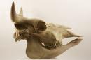 Cattle  - Bos taurus