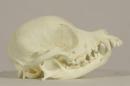 Chihuahua  - Canis lupus familiaris