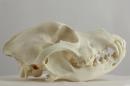 Chow chow (♀) - Canis lupus familiaris