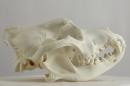 Chow chow (♂) - Canis lupus familiaris