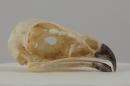 Common buzzard  - Buteo buteo