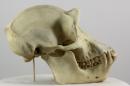 Common chimpanzee  - Pan troglodytes