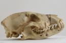 Common jackal  - Canis aureus aureus