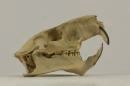 Coypu  - Myocastor coypus