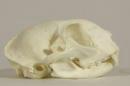 Domestic cat  - Felis catus