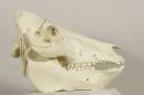 Domestic pig (subadult) - Sus scrofa domesticus