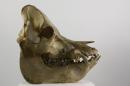 Domestic pig (♂) - Sus scrofa domesticus