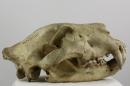 East African lion (♀) - Panthera leo melanochaita