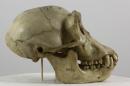 Eastern chimpanzee  - Pan troglodytes schweinfurthii