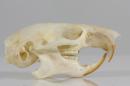 Edible dormouse  - Glis glis