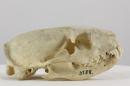 Egyptian mongoose  - Herpestes ichneumon