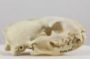 Egyptian mongoose (ssp. widdringtoni)  - Herpestes ichneumon widdringtoni