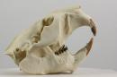Eurasian beaver (♀) - Castor fiber