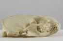 Eurasian otter (♀) - Lutra lutra