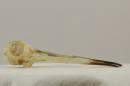 Eurasian woodcock  - Scolopax rusticola