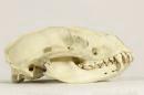 European badger  - Meles meles