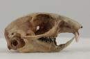 European ground squirrel  - Spermophilus citellus