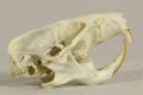 European hamster  - Cricetus cricetus
