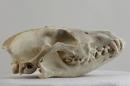 European jackal  - Canis aureus moreoticus