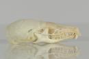 European mole  - Talpa europaea