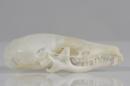 European mole (♂) - Talpa europaea