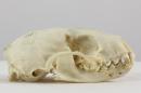 European pine marten (♀) - Martes martes