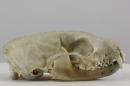 European pine marten (♂) - Martes martes