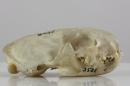 European polecat (♀) - Mustela putorius