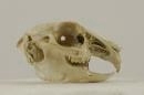 European rabbit  - Oryctolagus cuniculus