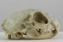 European wildcat  - Felis silvestris silvestris