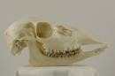 Fallow deer (♀) - Dama dama