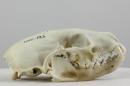 Fisher  - Pekania pennanti